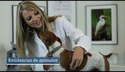 Consulta aquí los puestos de trabajo y cuánto gana un titulado en el Curso de Máster Auxiliar Técnico Veterinario ATV: