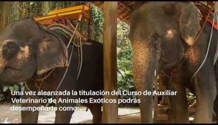 Formarte como Auxiliar Veterinario de Animales Exóticos: salidas profesionales y cuánto cobrarás