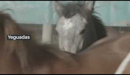 Formación a Distancia de Psicología y Terapéutica Equina: salidas profesionales y cuál será tu salario