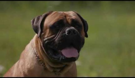 Formación a Distancia de Psicología Canina y Felina: salidas profesionales y cuál será tu salario